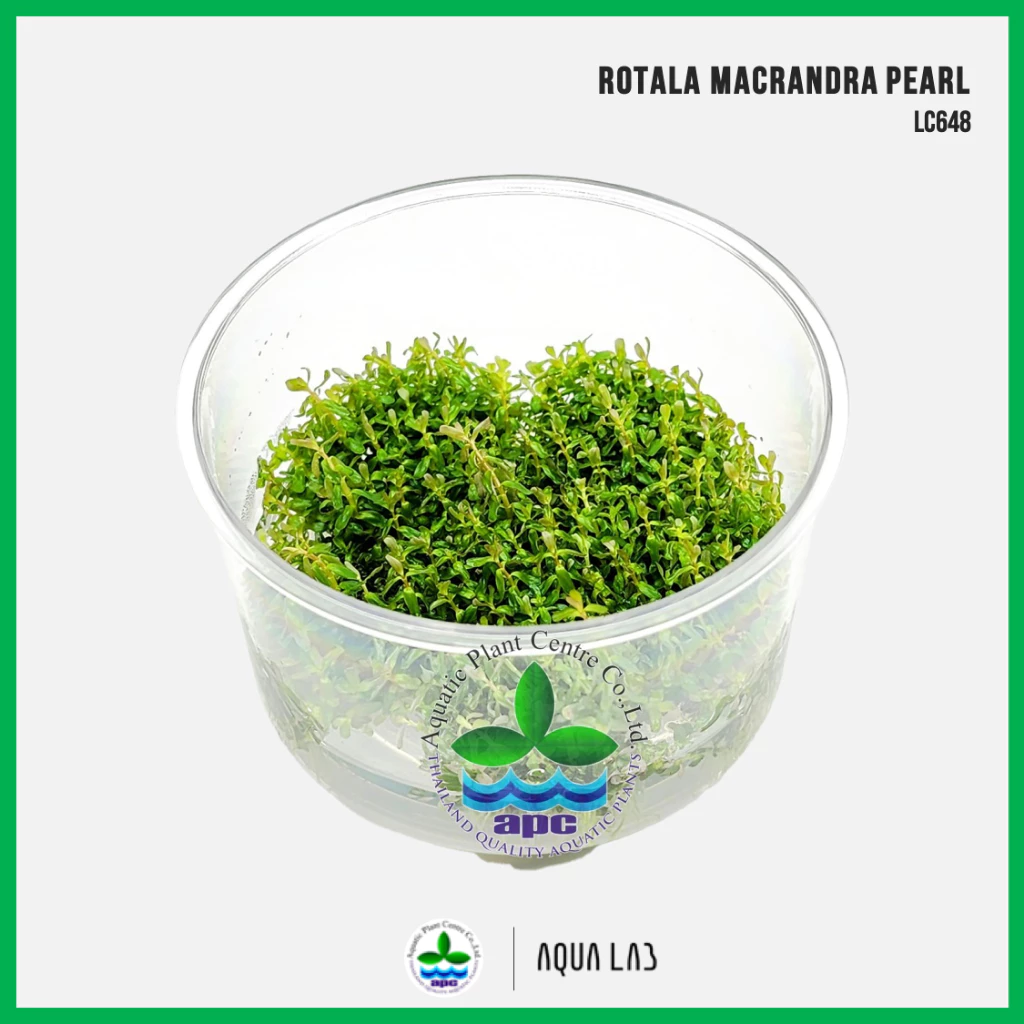 [APC] Rotala macrandra pearl (โรทาล่ากุหลาบ) [ไม้น้ำ - Aquatic Plant] LC648 #ไม้ข้อ