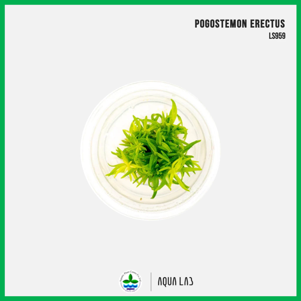 [APC] Pogostemon erectus (อุสแคระ) [ไม้น้ำ - Aquatic Plant] LS959