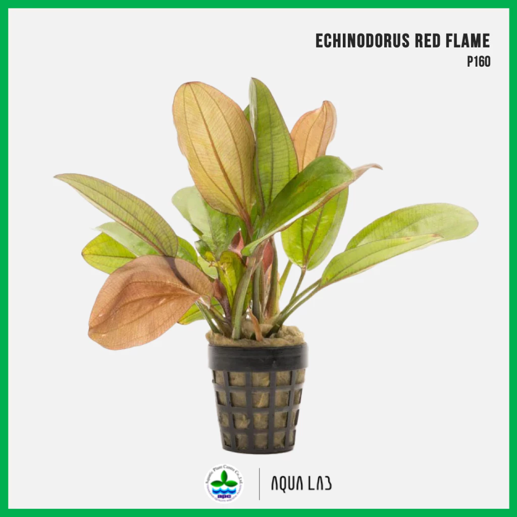 [APC] Echinodorus red flame (แอมอซอนเรดเฟลม) [ไม้น้ำ - Aquatic Plant] P160 #ไม้กลางตู้