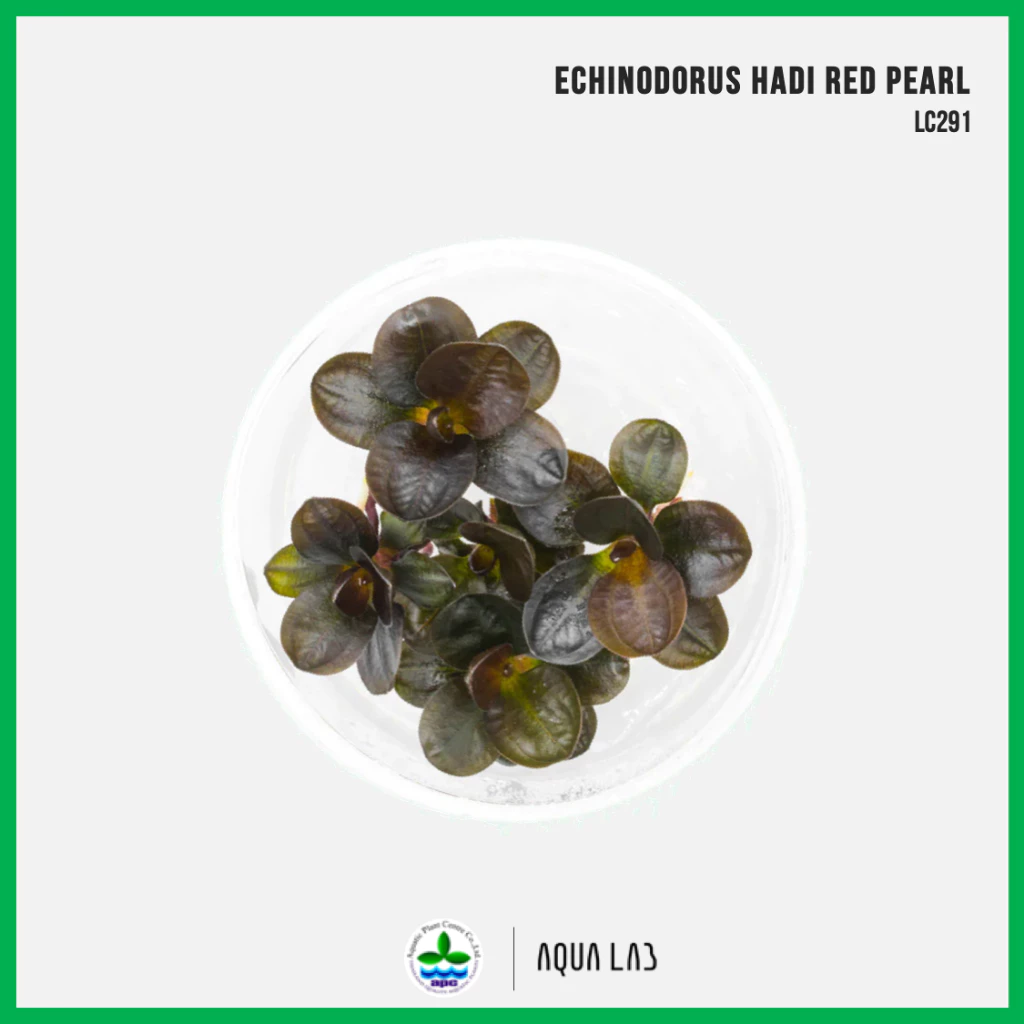 [APC] Echinodorus hadi red pearl (แอมะซอน 'ฮาดิ เรดเพิร์ล') [ไม้น้ำ - Aquatic Plant] LC291