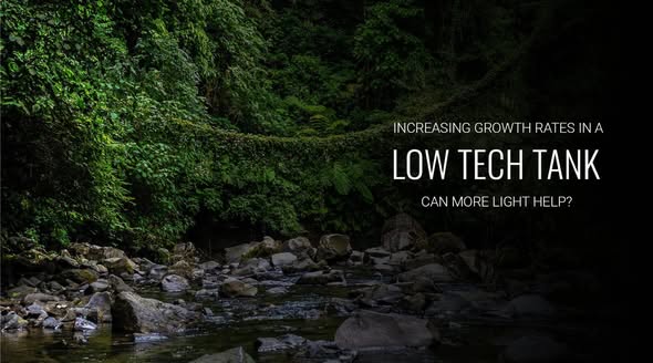 แสงตู้ Low-tech ช่วยไม้น้ำโตจริงไหม? | AQUA LAB