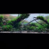 AOAO Sapporo: Autumn Leaves Under Water วิเคราะห์ Layout ระดับโลก | AQUA LAB