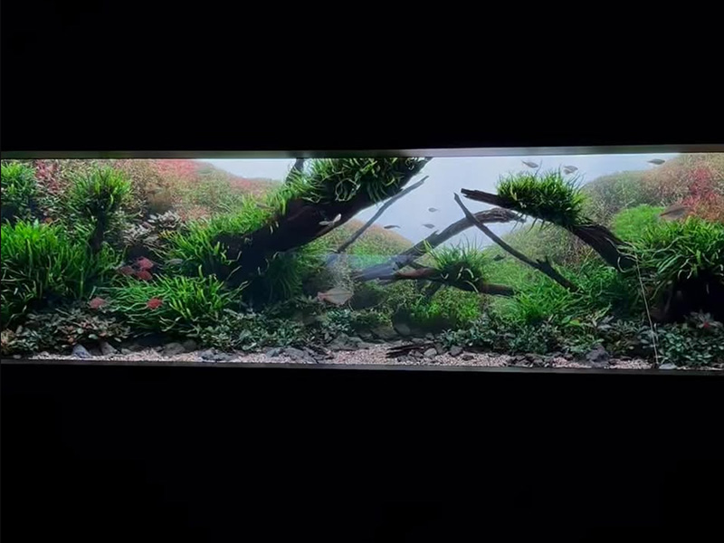 AOAO Sapporo: Autumn Leaves Under Water วิเคราะห์ Layout ระดับโลก | AQUA LAB