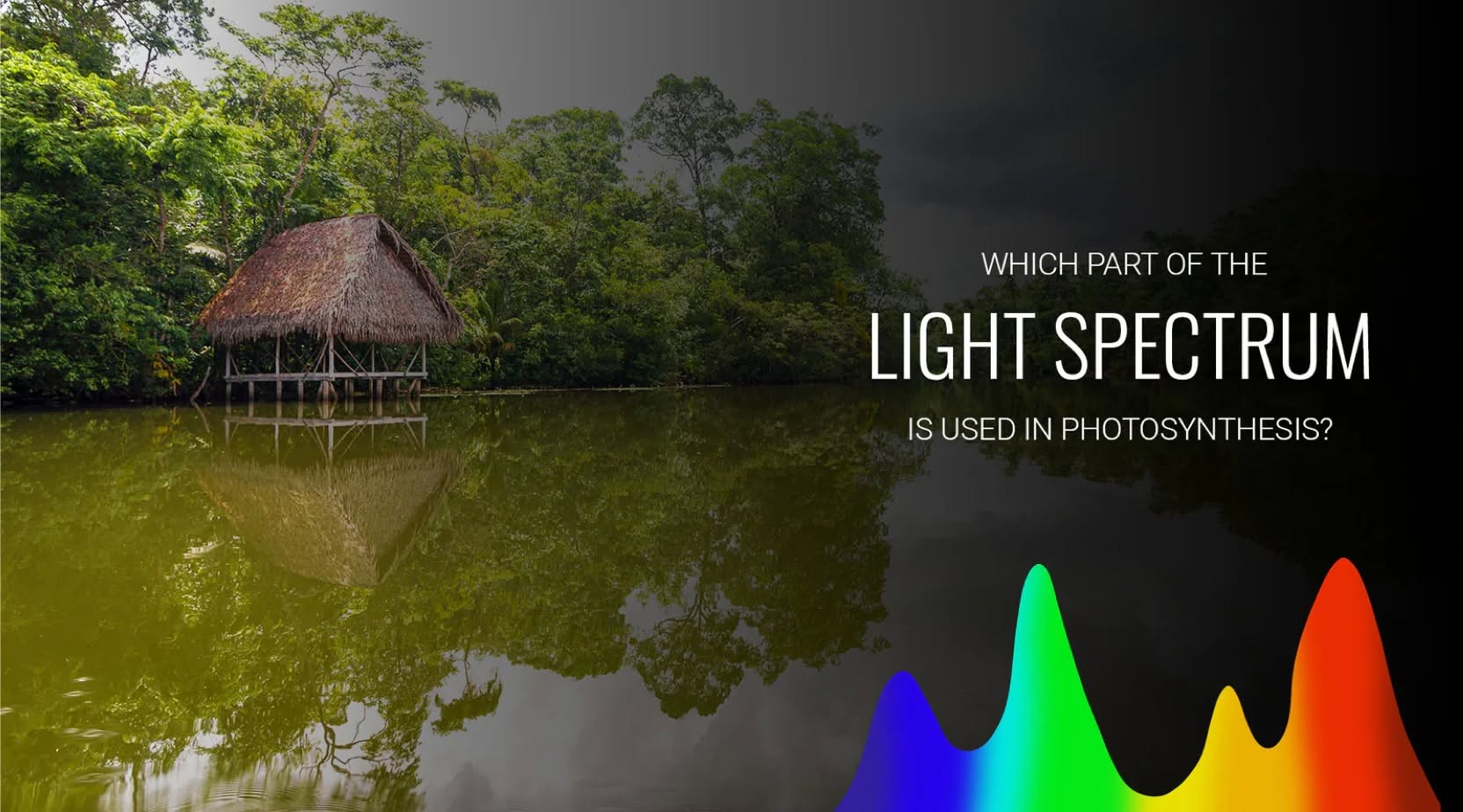 สเปกตรัมไฟไม้น้ำและ PAR คืออะไร เลือกแสงให้ไม้น้ำอย่างไร | AQUA LAB