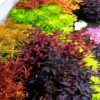 ธาตุเหล็กทำให้ไม้แดงขึ้นจริงหรือ? | AQUA LAB