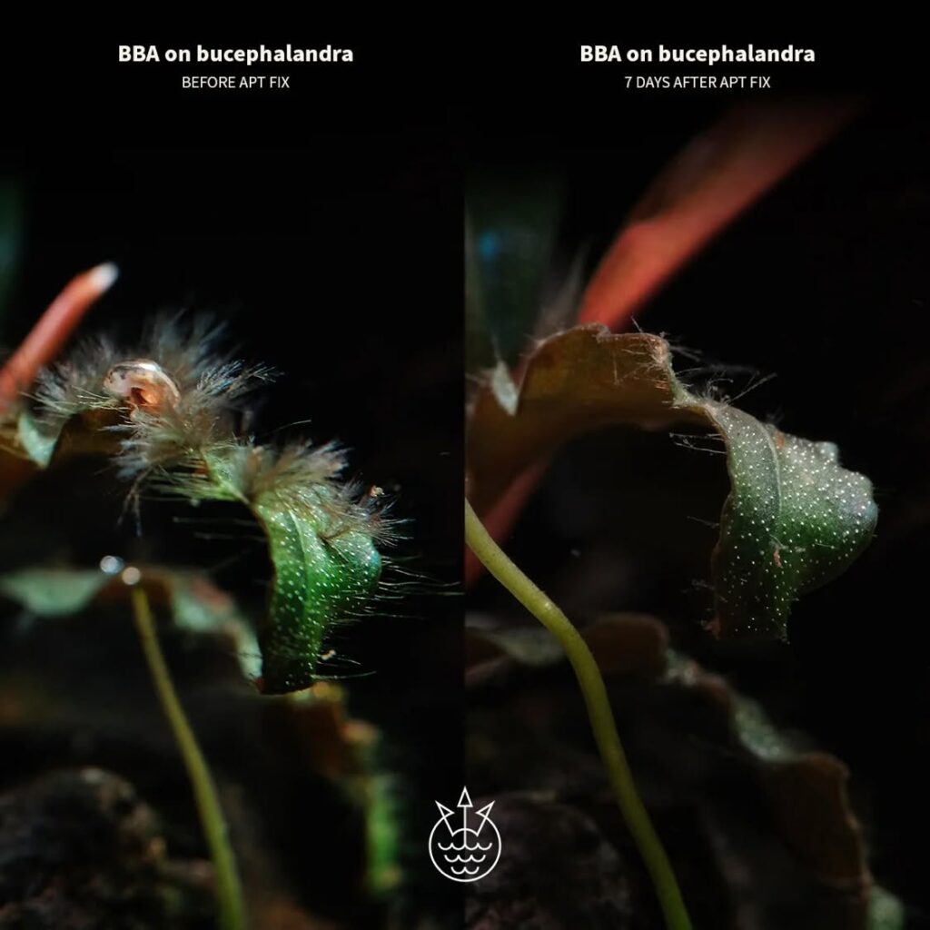 BBA on bucephalandra before after