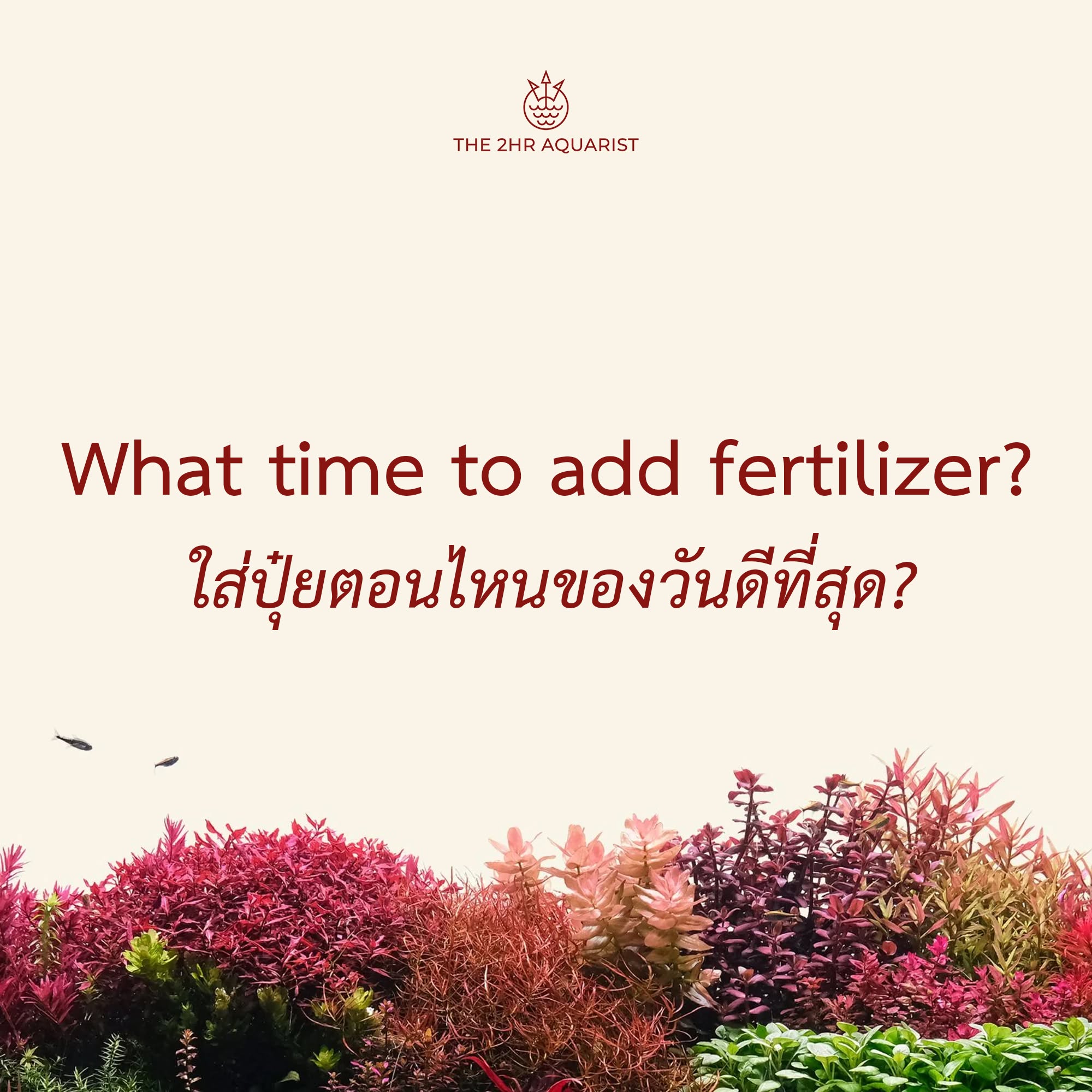 ให้ปุ๋ยตู้ไม้น้ำเวลาไหนดี เช้า เย็น หรือก่อนเปิดไฟ? | AQUA LAB